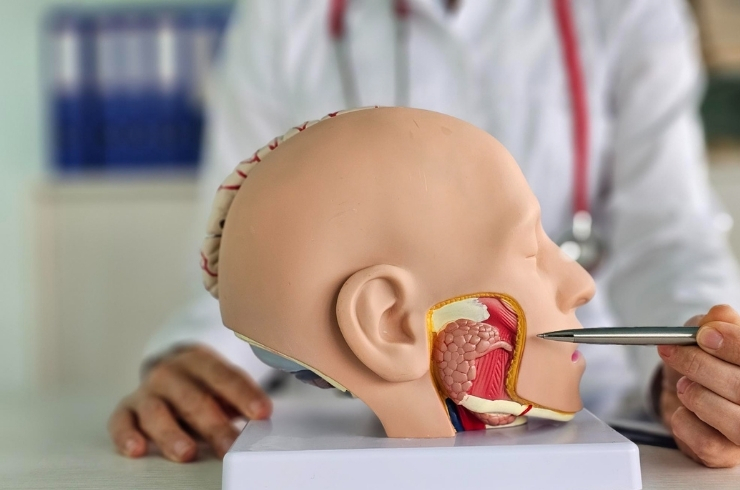 ENT (Ear, Nose & Throat)